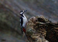 David Plant Photography - Wildlife Photographer - Great spotted woodpecker - B